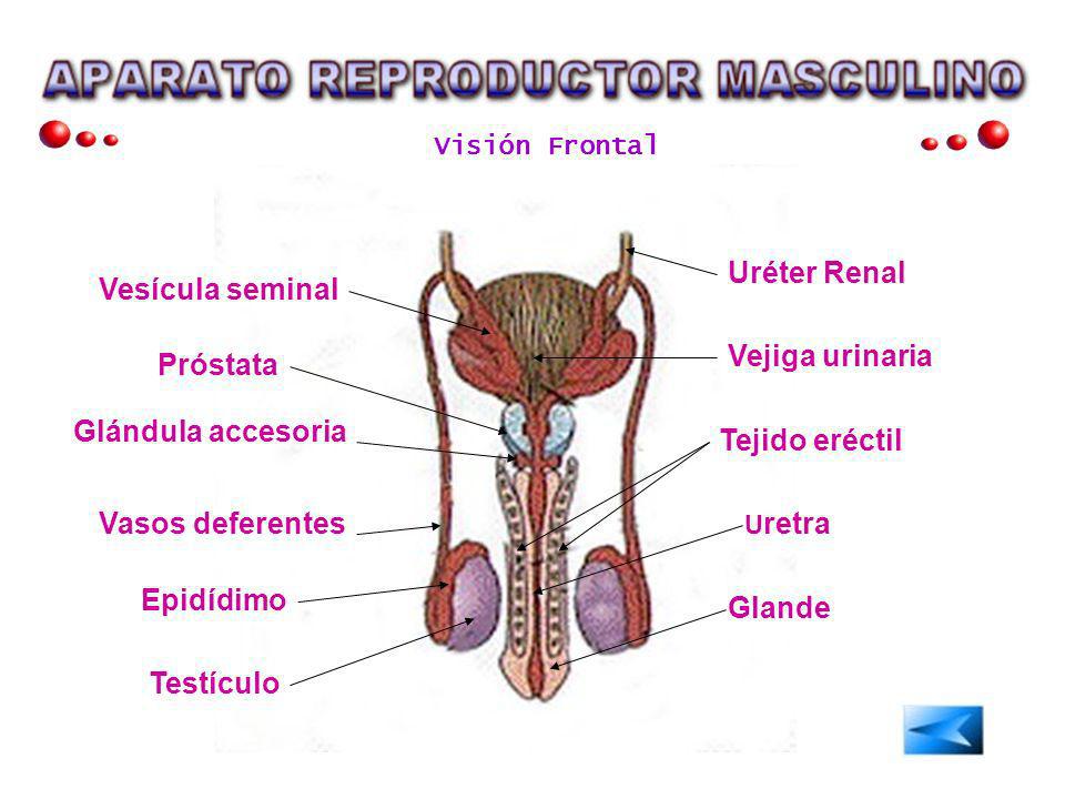 vesicula seminal aparato reproductor masculino funcion